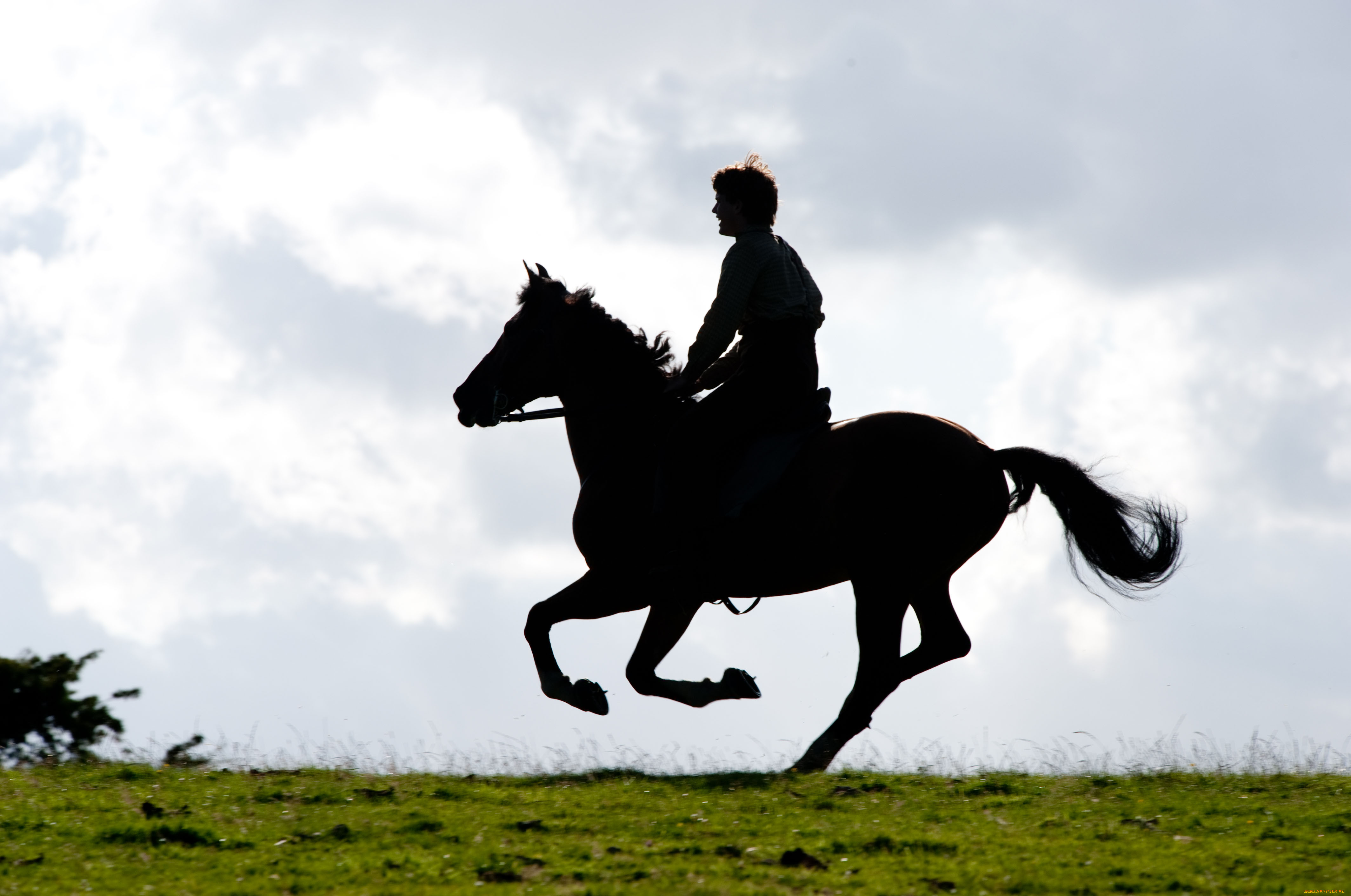 war, horse, , , , 